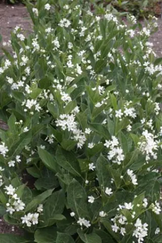 Cynanchum ascyrifolium