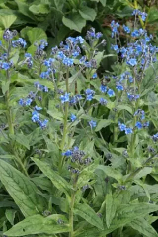 Cynoglossum nervosum 'Slate Blue'