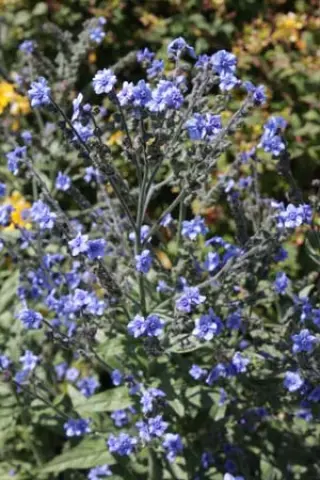 Cynoglossum nervosum