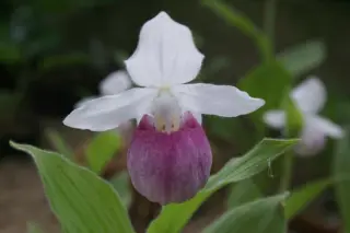 Cypripedium reginae
