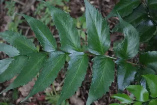 Cyrtomium falcatum