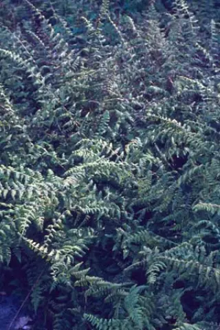 Cystopteris bulbifera