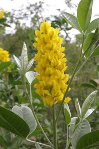 Cytisus battandieri