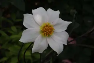 Dahlia 'Twynings After Eight'