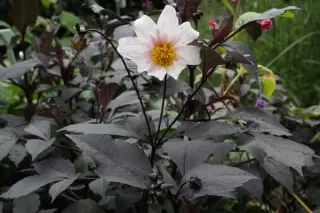 Dahlia 'Twynings After Eight'