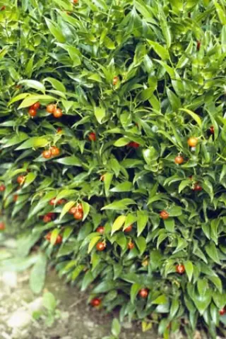 Danae racemosa