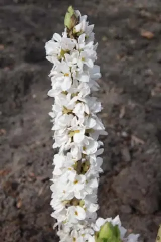 Daphne mezereum 'Bowles White'