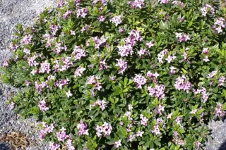 Daphne x susannae 'Cheriton'