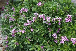 Daphne x susannae 'Cheriton'