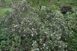 Daphne tangutica