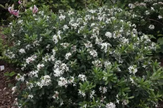 Daphne x transatlantica 'Eternal Fragrance'