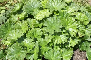 Darmera peltata 'Nana'