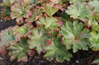 Darmera peltata 'Nana'