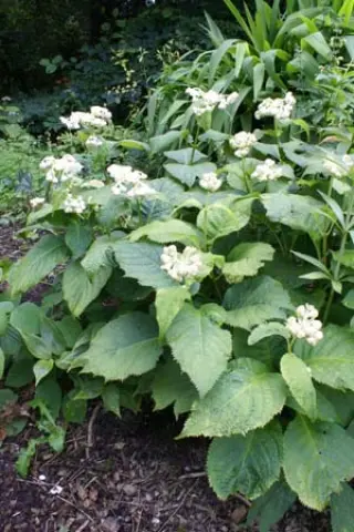 Deinanthe bifida BSWJ5436