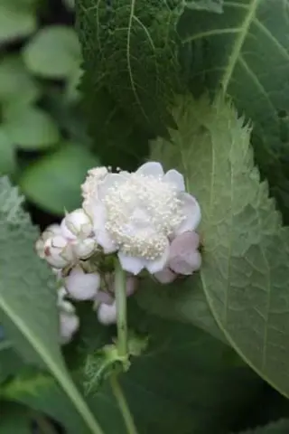 Deinanthe bifida 'Pink Shi' Bswj5655