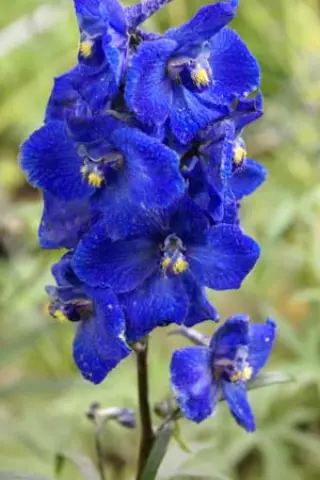 Delphinium belladonna 'Atlantis'
