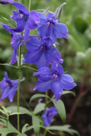 Delphinium belladonna 'Balaton'