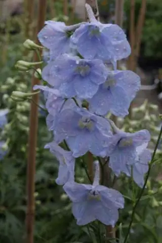 Delphinium belladonna 'Ballkleid'