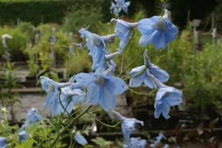 Delphinium belladonna 'Capri'