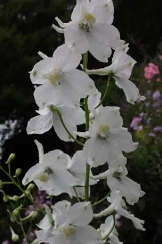 Delphinium belladonna 'Moerheimii'