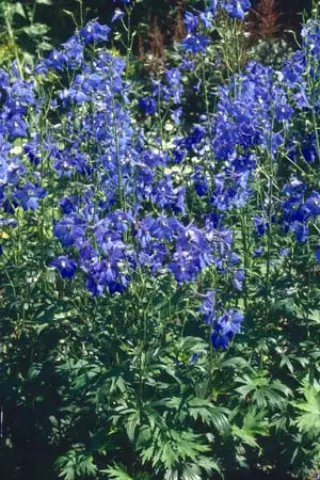 Delphinium belladonna 'Piccolo'