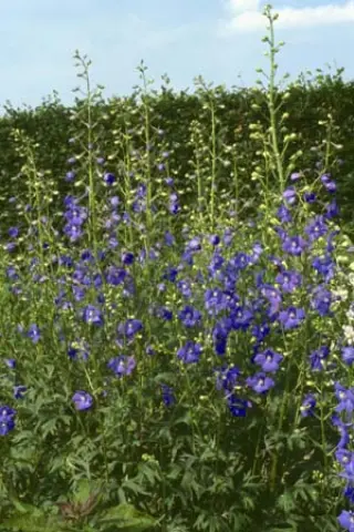 Delphinium belladonna 'Piccolo'