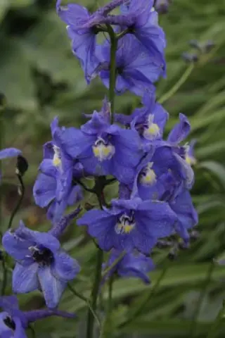 Delphinium belladonna 'Sternenhimmel'