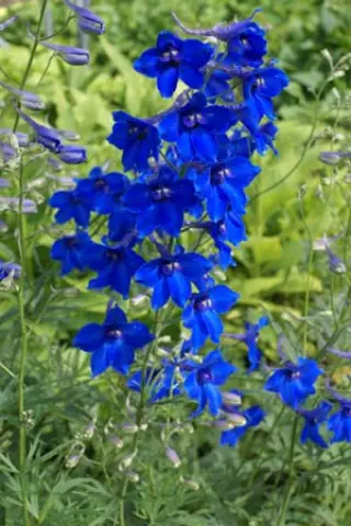 Delphinium belladonna 'Völkerfrieden'