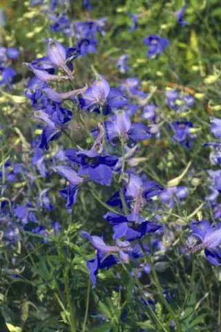 Delphinium belladonna 'Völkerfrieden'