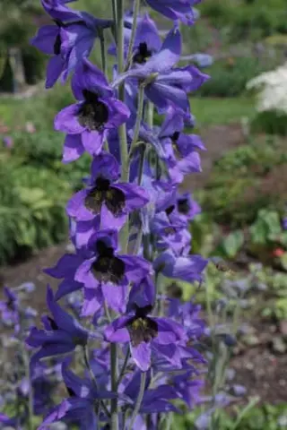 Delphinium caucasicum (Mt. Elbruz)