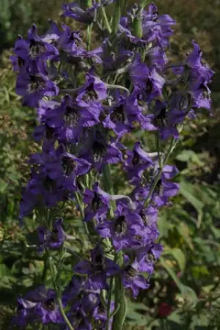 Delphinium cf confusum