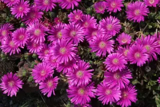 Delosperma cooperi hybride