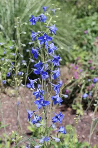 Delphinium dictyocarpum