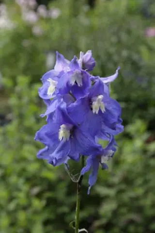 Delphinium elatum 'Azurzwerg'