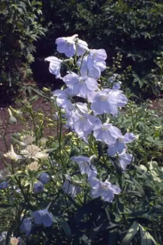 Delphinium elatum 'Berghimmel'
