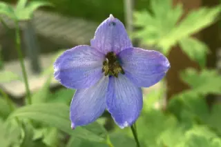 Delphinium elatum 'Blauwal'