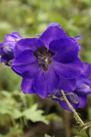 Delphinium elatum 'Bruce'