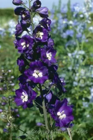 Delphinium elatum 'Elmfreude'