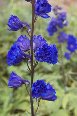 Delphinium elatum 'Faust'