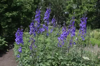 Delphinium elatum 'Finsteraarhorn'