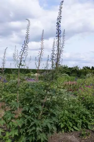 Delphinium elatum (ex Gork 043)