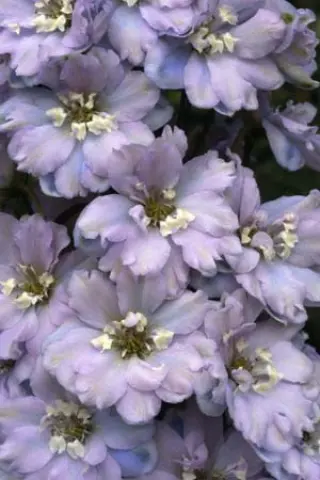 Delphinium elatum 'Gossamer'