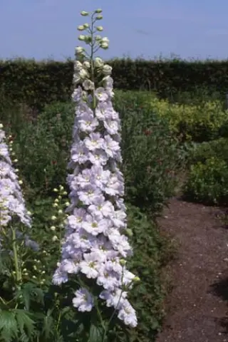 Delphinium elatum 'Gossamer'