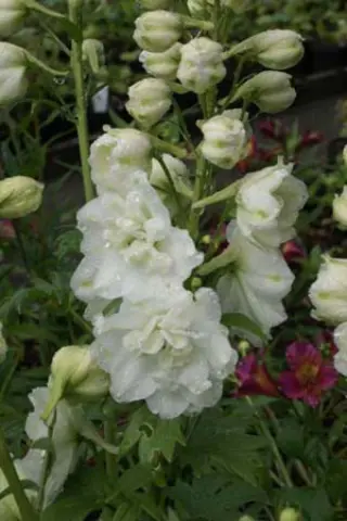 Delphinium elatum 'Green Twist'