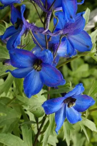 Delphinium elatum 'Grünberg'