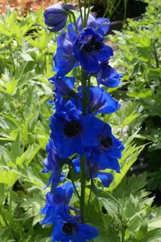 Delphinium elatum 'Harlekijn'