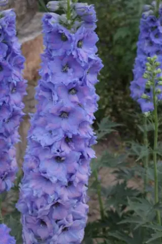 Delphinium elatum 'Klingsor'