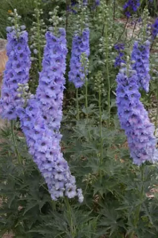 Delphinium elatum 'Klingsor'