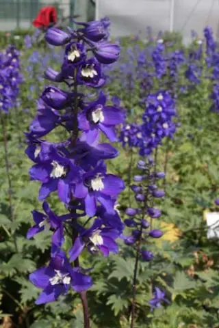 Delphinium elatum 'Lanzenträger'