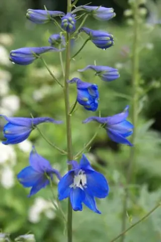 Delphinium elatum 'Morgentau x Fenella'